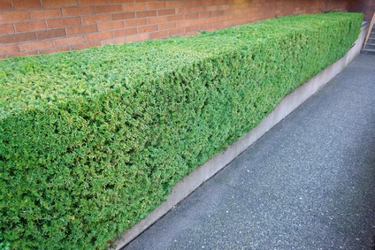 Hedge Trimming | Taille de haies