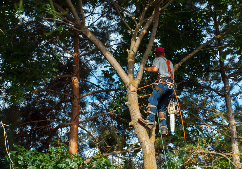 Tree Pruning | Émondage