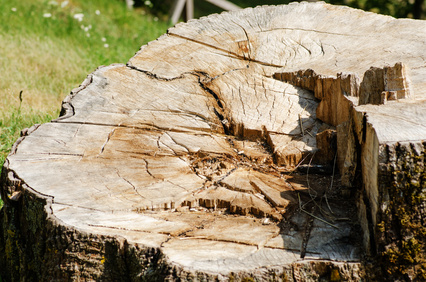 Stump Removal | Dessouchage