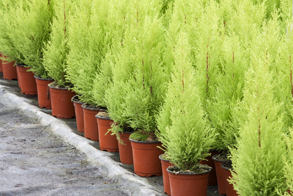 Cedar Sale | Vente de cèdres