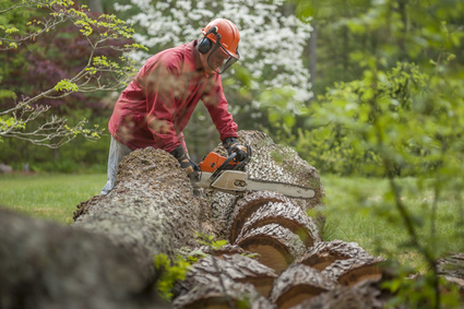 Tree Removal | Abattage d'arbres